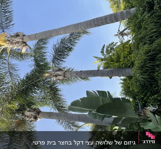 עצים גבוהים עם עלים גזומים בשמיים כחולים